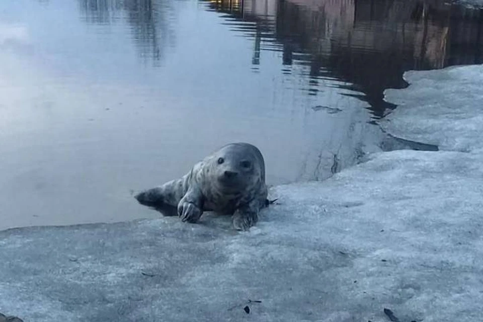 В Выборге спасли детеныша тюленя / Фото: Водоканал