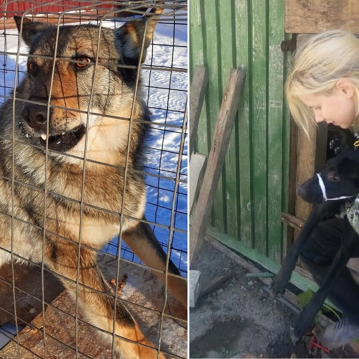 «К осени стай собак станет больше»: новые правила мешают службе отлова  отрабатывать заявки - KP.RU