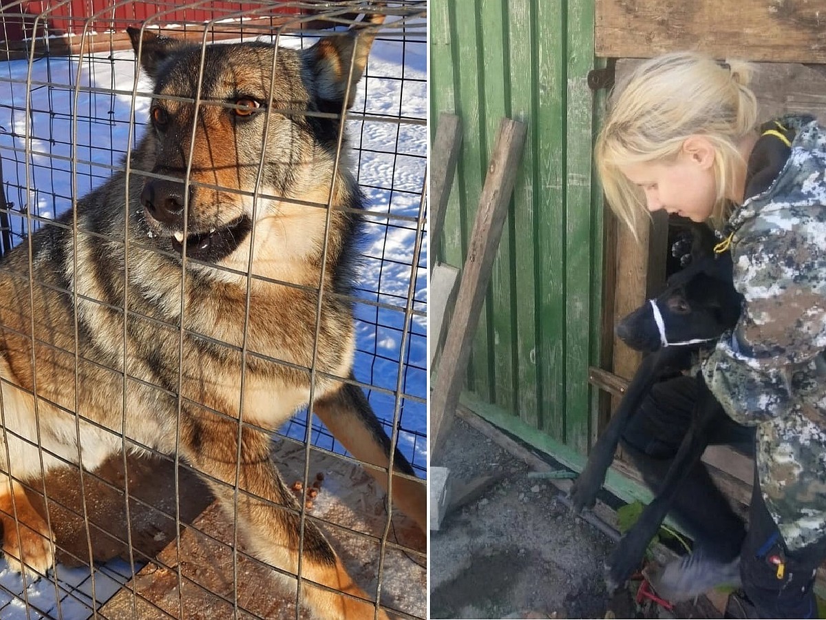 «К осени стай собак станет больше»: новые правила мешают службе отлова  отрабатывать заявки - KP.RU