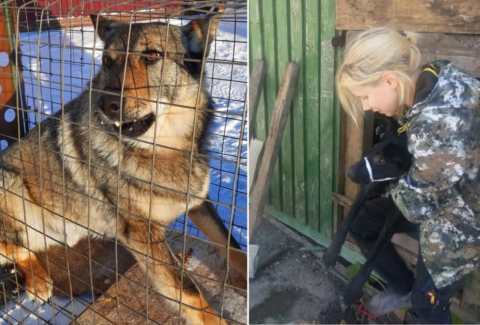 Единя служба занимается гуманным отловом уже 8 лет. Фото предоставлено героем публикации