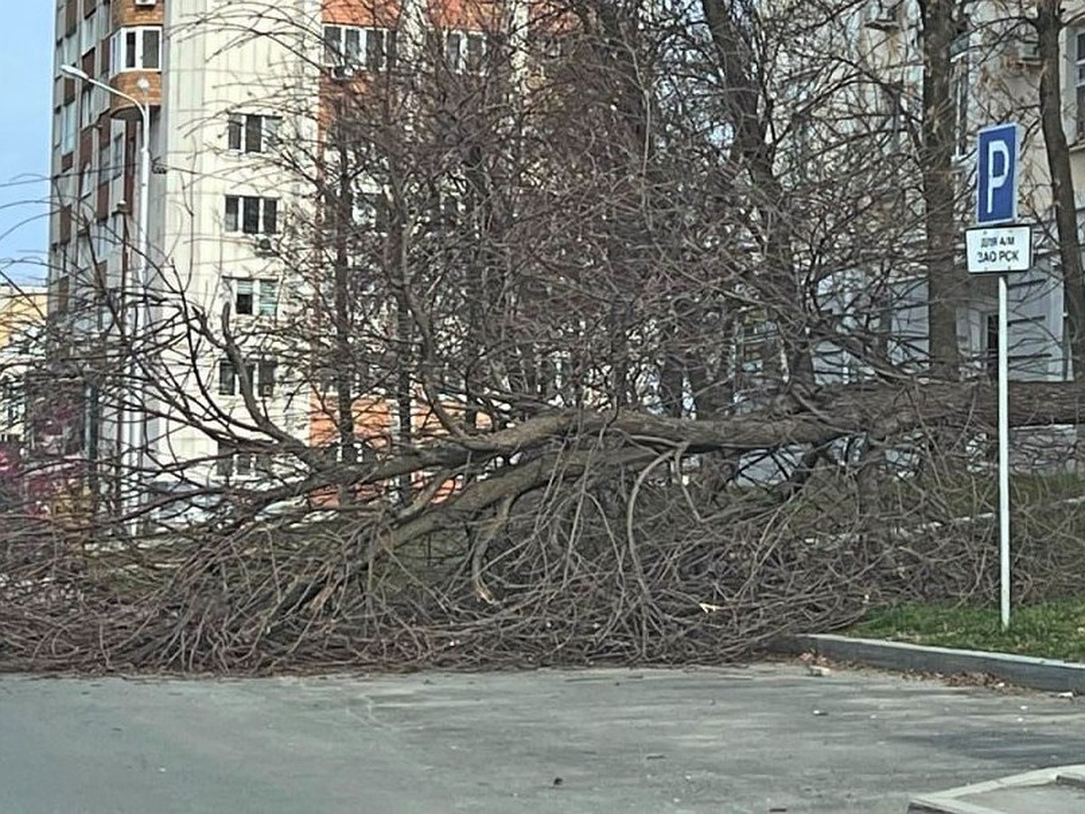 Из-за сильного ветра в Уфе повалило деревья на автомобили и снесло кровлю  здания - KP.RU