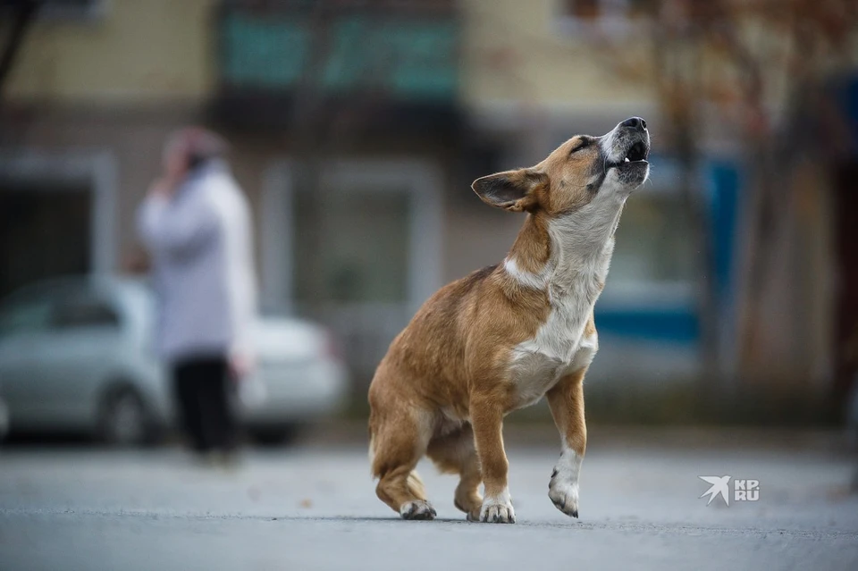 Собаки на улицах представляют опасность для людей