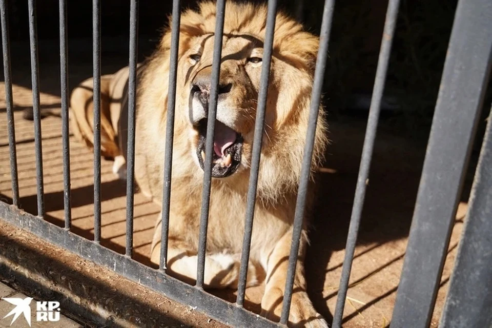 В Самару Цезарь приехал котенком и вырос на глаза сотрудников и посетителей зоопарка.