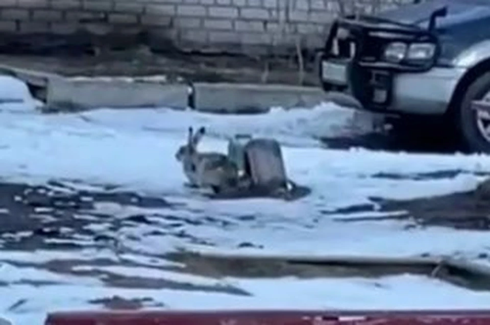 Фото: скриншот с видео "Инцидент Барнаул"