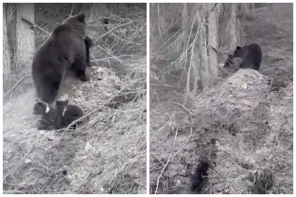 Tapir+mating: video Yandex'te bulundu