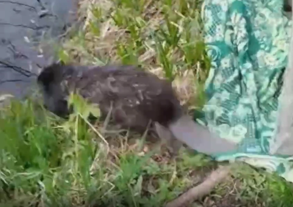Видео опубликовало Минприроды.