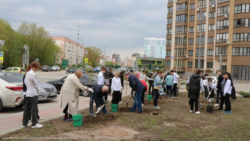 Кленовую аллею в честь Надежды Чумаковой высадили около школы №76. Фото: администрация Рязани.