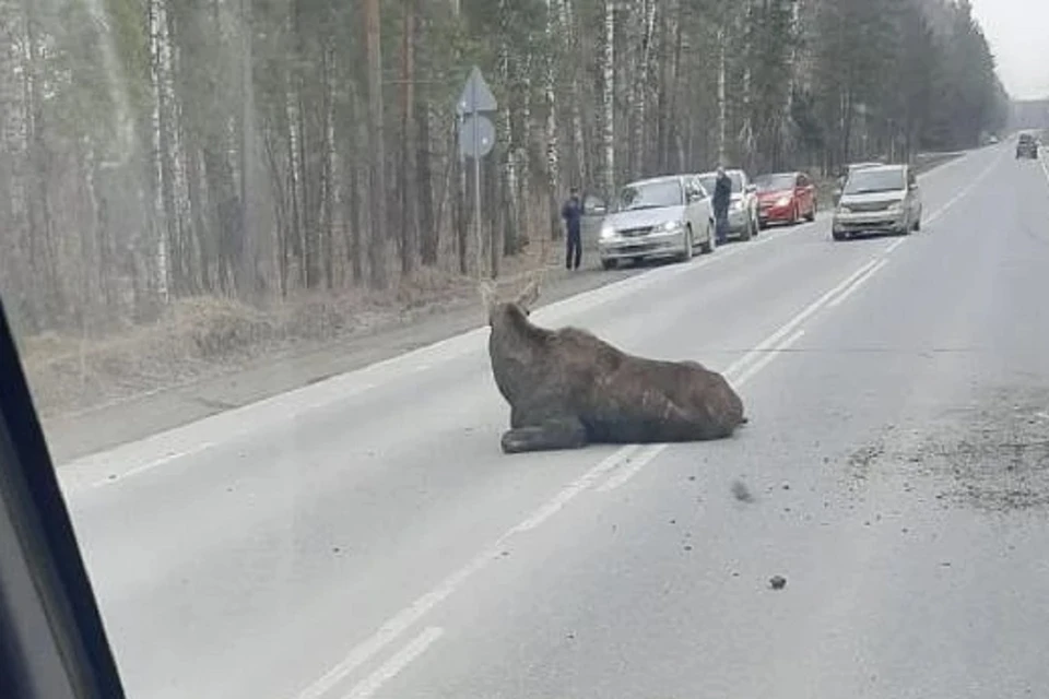 Лось погиб под колесами авто на трассе под Новосибирском. Фото: «Сибкрай.ru».