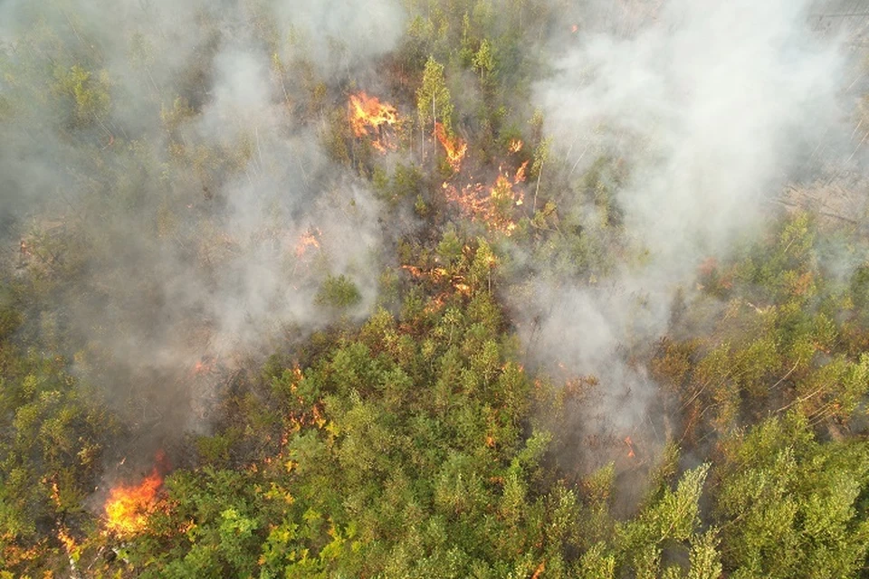 Высокая и чрезвычайная пожарная опасность лесов сохранится местами в восточных районах.