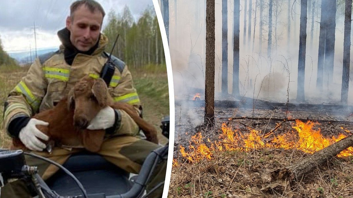 В Свердловской области дикие животные, спасаясь от пожара, стали выходить  из леса - KP.RU