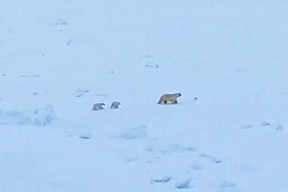 Медвежья семья
