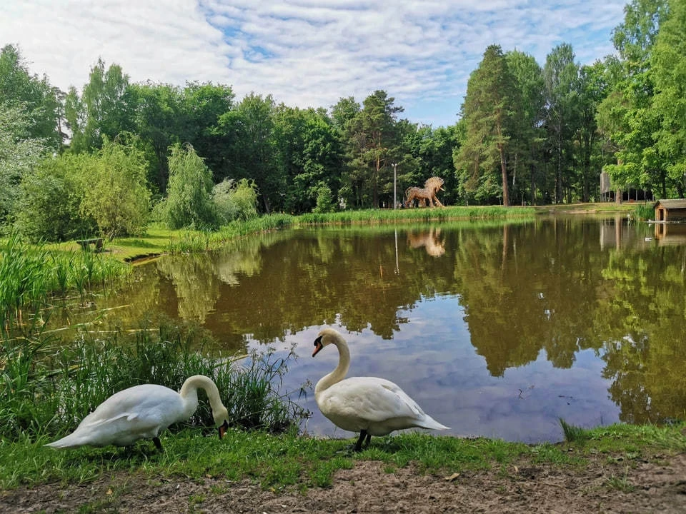 Пара лебедей вновь появилась на озере в Выксе. Фото: Выкса.РФ (архив).