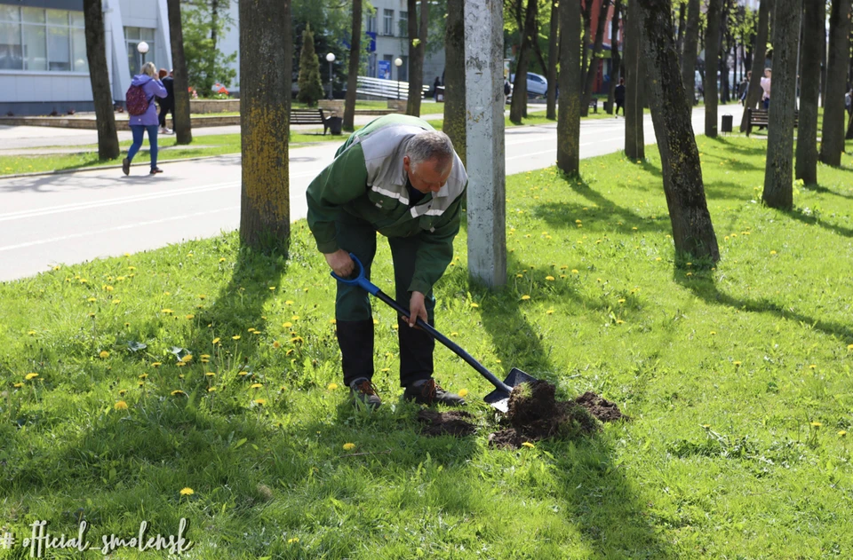 Масштабное озеленение продолжается в Смоленске. Фото: пресс-служба администрации города.