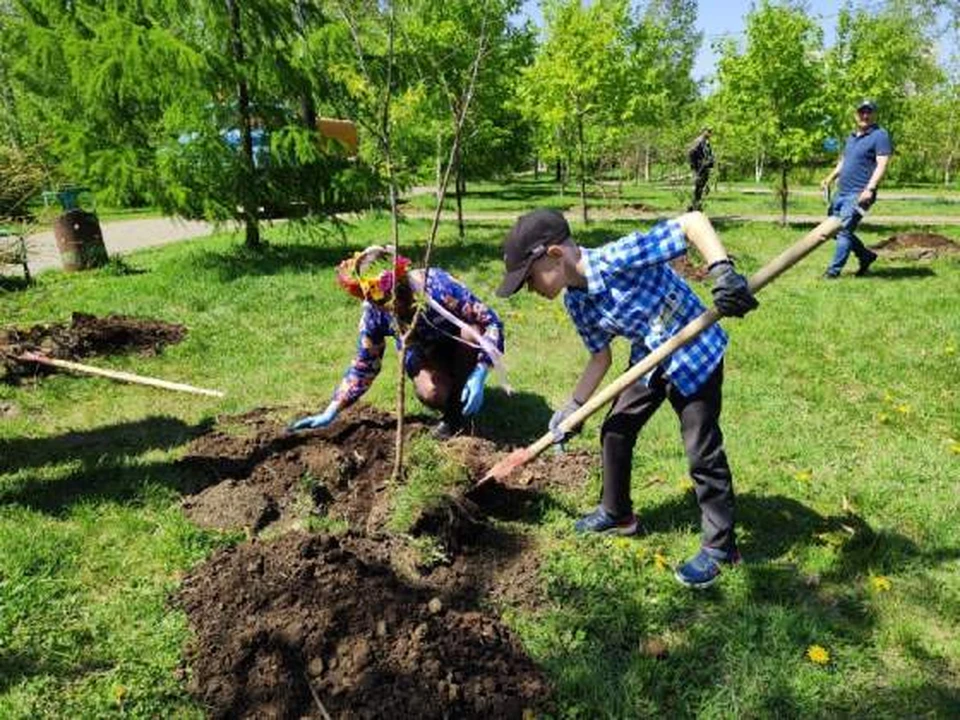 Молодые деревья высадили в сквере «Восточный» Хабаровска Фото: администрация Хабаровска