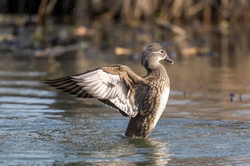 В разные времена года на озере обитает более 20 видов птиц