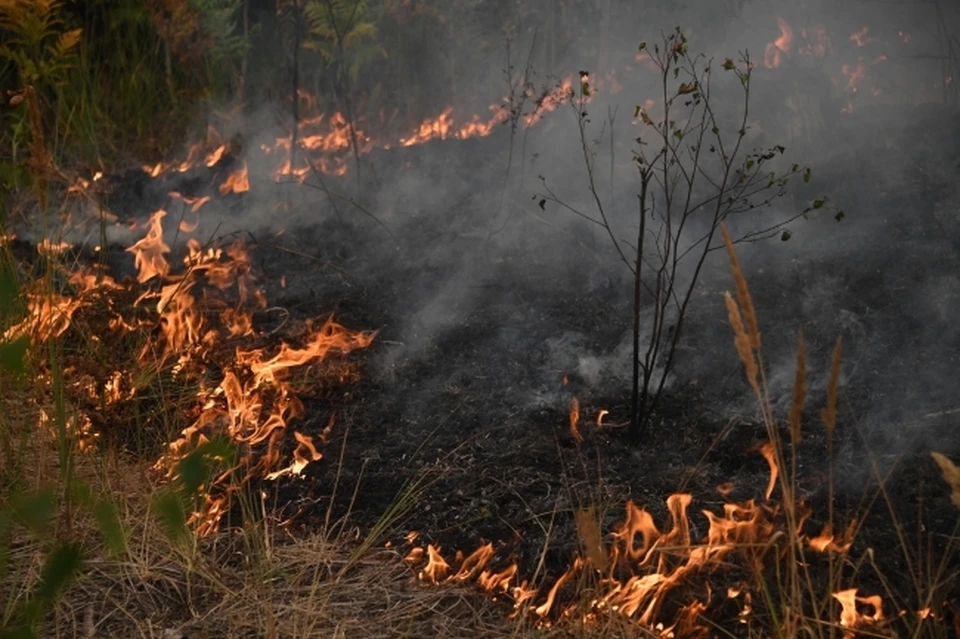 Высокая пожароопасность лесов сохранится по Нижегородской области до 25 мая