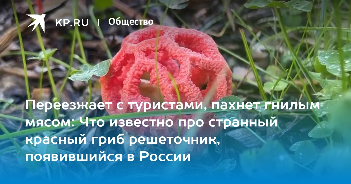 Красный гриб решеточник: фото и описание, чем опасен - KP.RU
