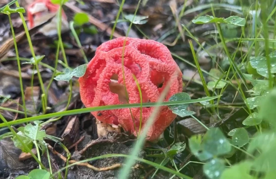 Красный гриб решеточник: фото и описание, чем опасен - KP.RU