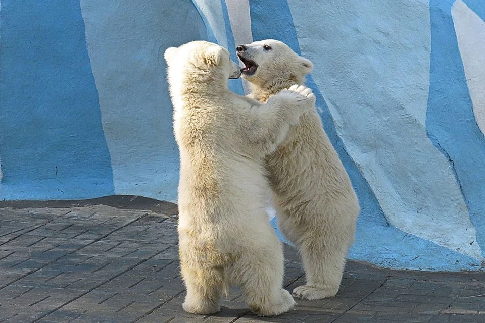 Посетители Новосибирского зоопарка продолжают наблюдать за тем, как растут родившиеся недавно белые медвежата. Фото: Анна НОВИКОВА