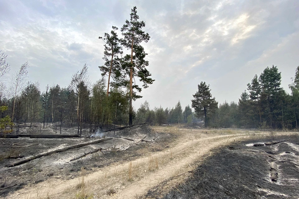 Леса будут долго восстанавливаться после пожаров.