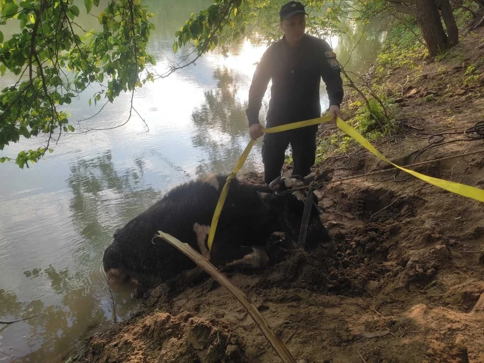С помощью спецоборудования сотрудники ГИЧС благополучно вытащили быка из водоема (Фото: ГИЧС).