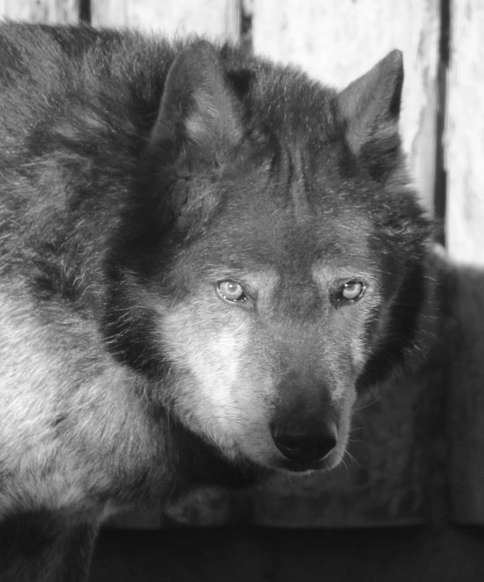 Умер канадский волк Блэк из зоопарка «Лимпопо». Фото: официальная страница зоопарка "Лимпопо" во "ВКонтакте"