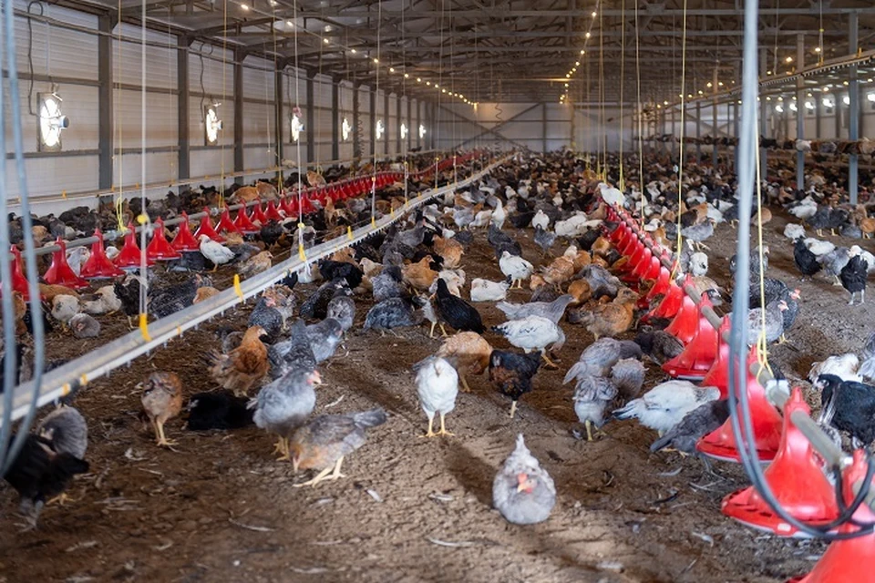 Птичий грипп на птицефабрике «Романовская» был выявлен на прошлой неделе.