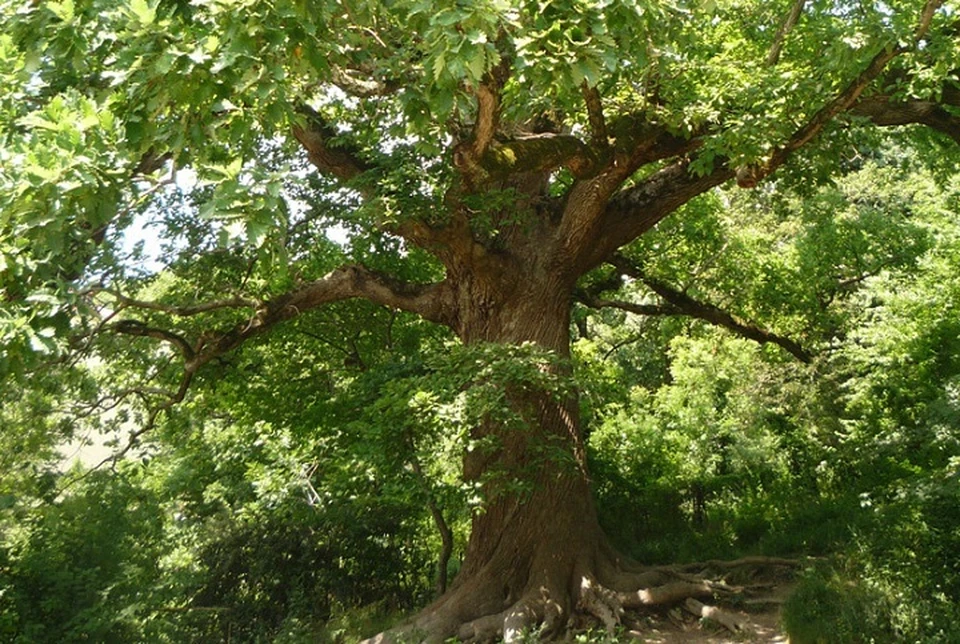 500-летнийц дуб растет в Туапсинском районе. Фото: rosdrevo.ru