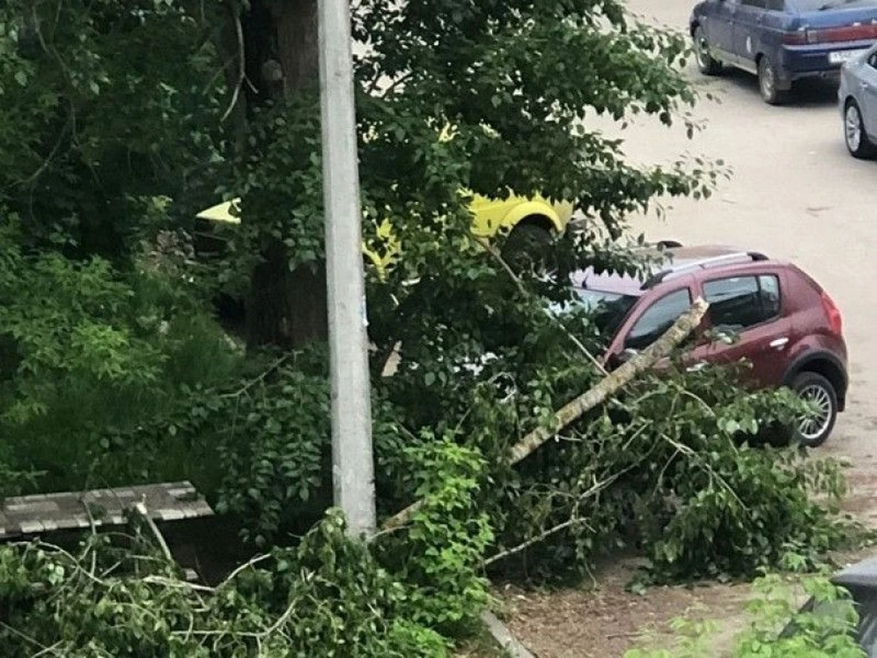 Дерево упало на автомобиль на улице Белякова в Рязани. Фото: https://mr-rf.ru/