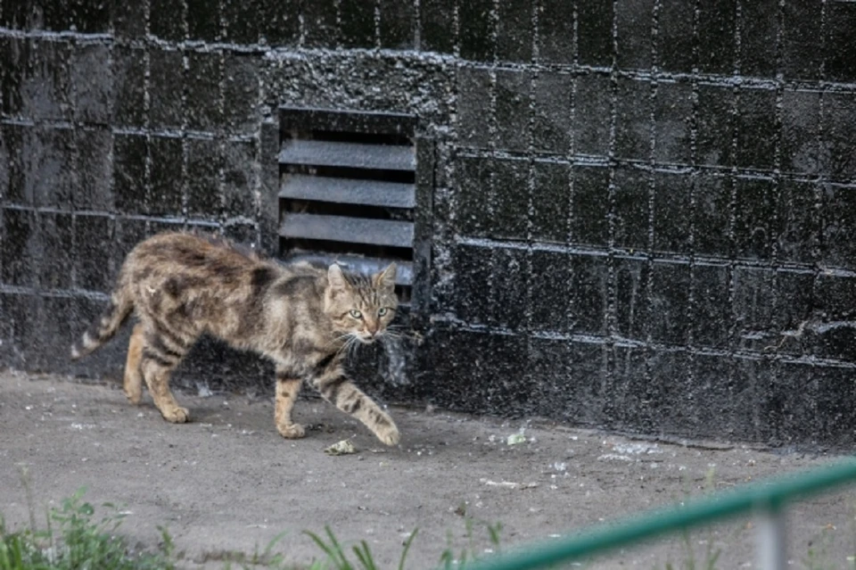 Ради спасения бездомного кота мужчина забрался на высокое дерево.