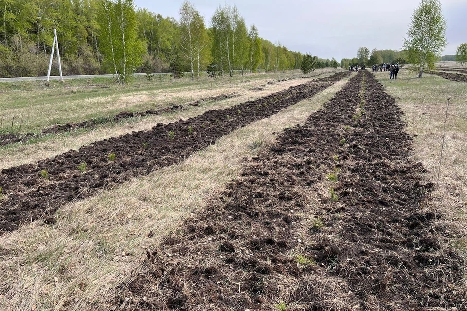 Завершающие мероприятия прошли в Панкрушихинском, Алтайском и Солтонском лесничествах