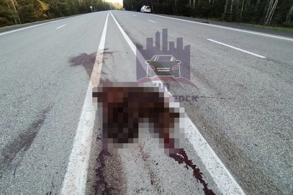 На трассе между Красноярском и Ачинском сбили молодого медведя. Фото: ЧП Красноярск