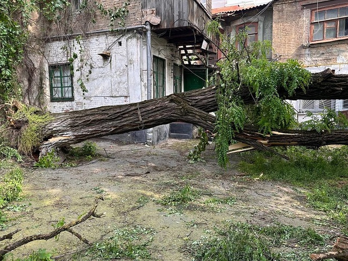 В центре Ростова аварийное дерево упало на дом пенсионерки - KP.RU