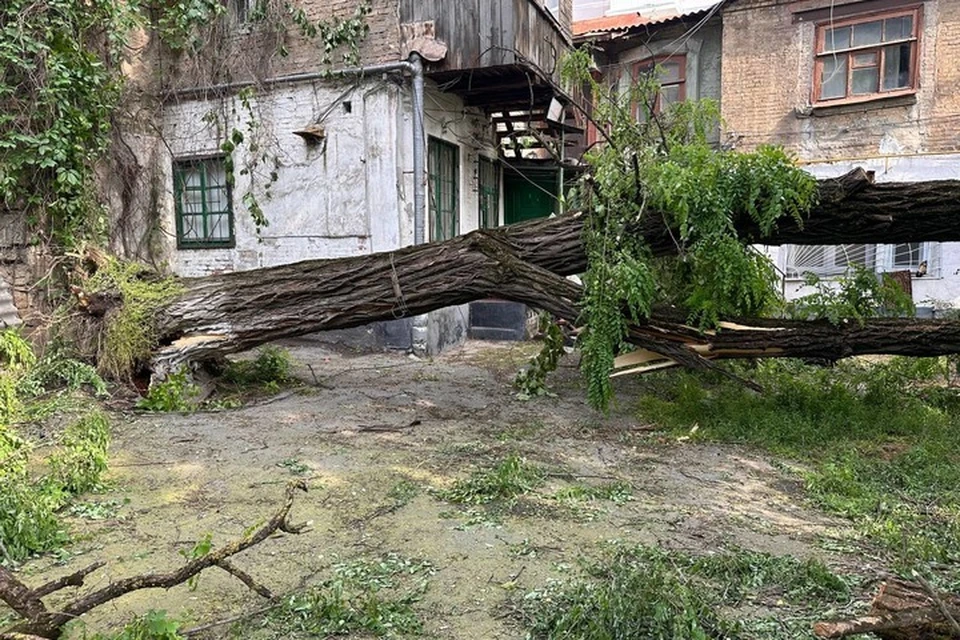 Дерево вырвало с корнем