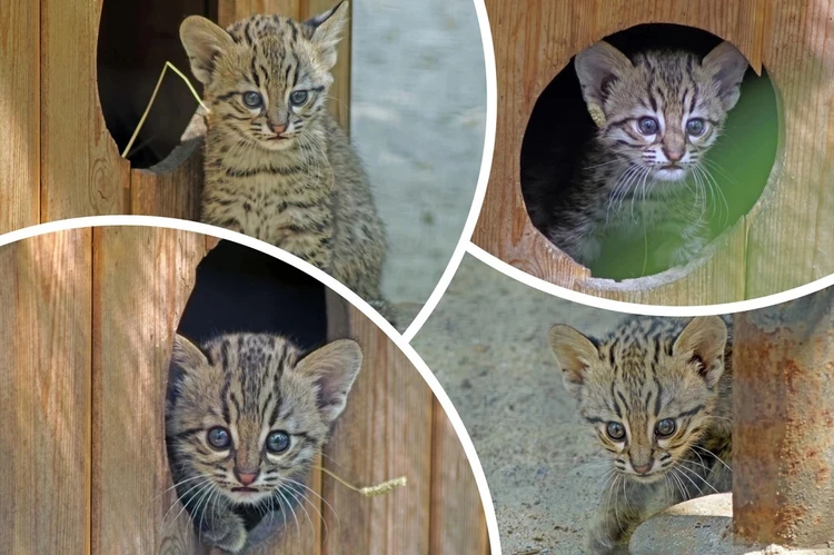 В Новосибирском зоопарке у кошек Жоффруа родились котята-двойняшки