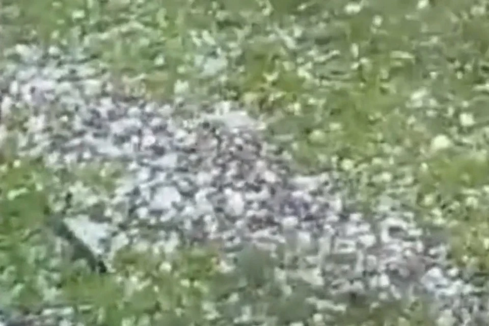 кадр видео: vk.com