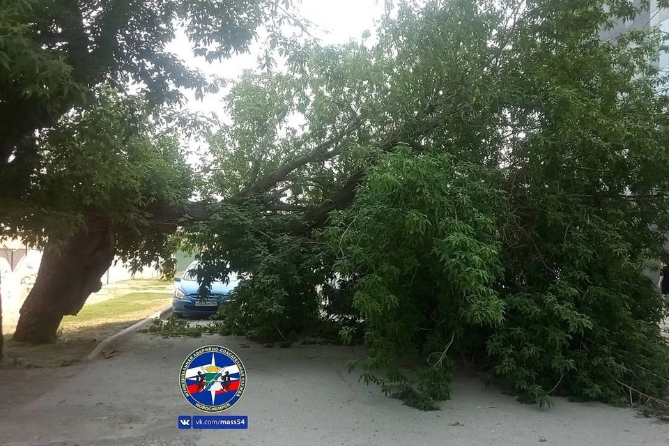 Дерево перегородило проезжую часть: в Новосибирске спасатели помогли ...