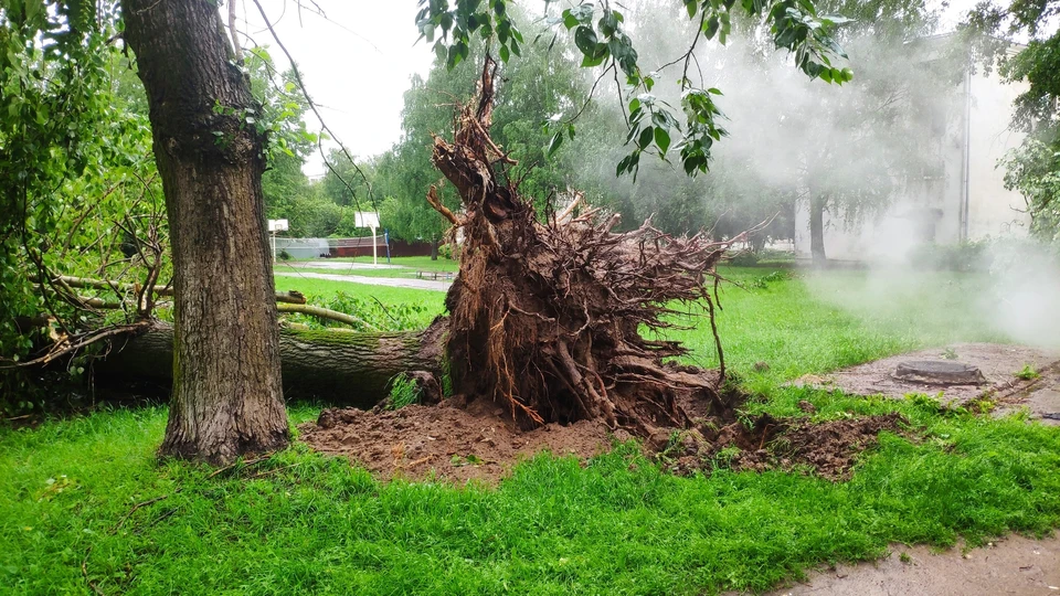 Фото: ветер с корнем вырвал многолетний тополь на территории школы №5 в Костроме