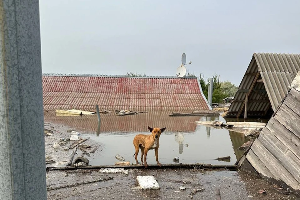 Вода уходит из домов Фото: ТГ Евгений Кузьменко