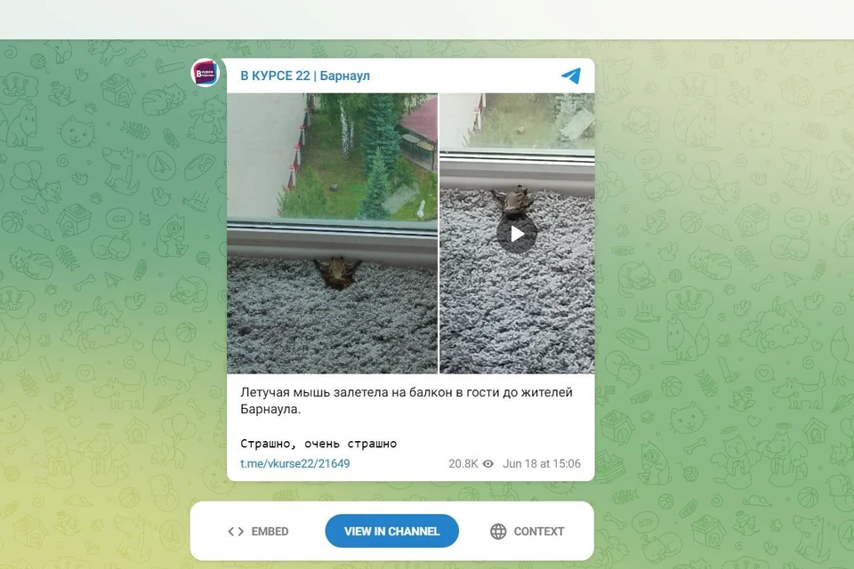 Фото: скриншот из Telegram-канала «В курсе 22»