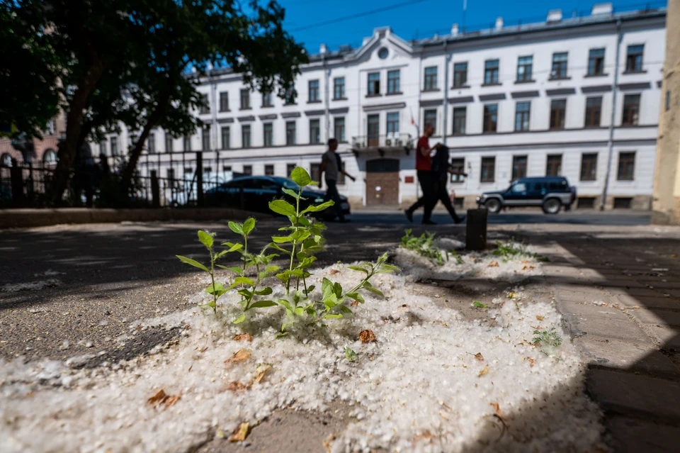 Тополя спб. Тополиный пух Петербург. Тополиный пух в городе. Тополиный пух в Питере. 631 Тополиный пух.