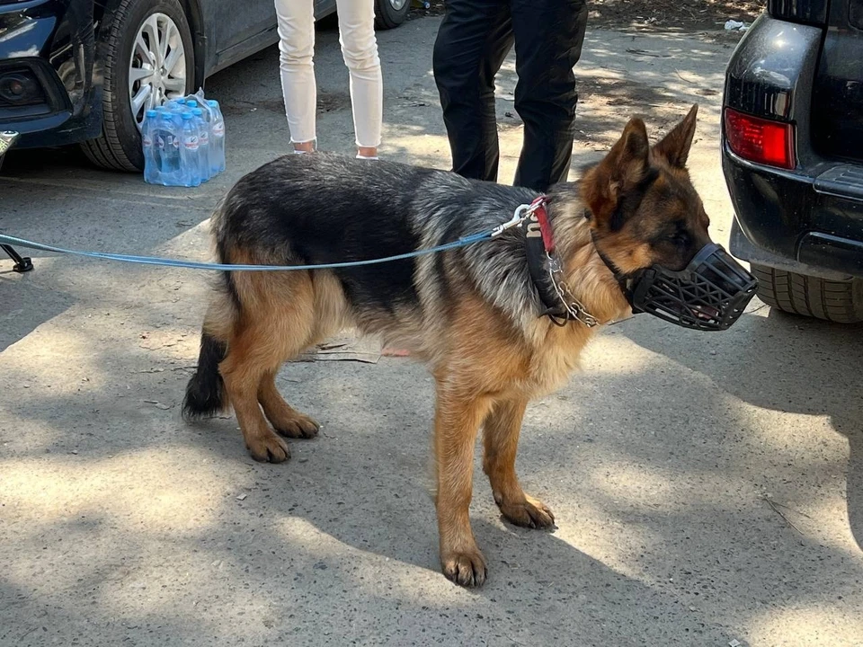 В поисках мальчика помогают служебные собаки