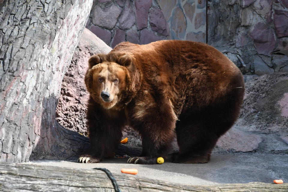 Жители Томска заметили в центре города гулящего медведя