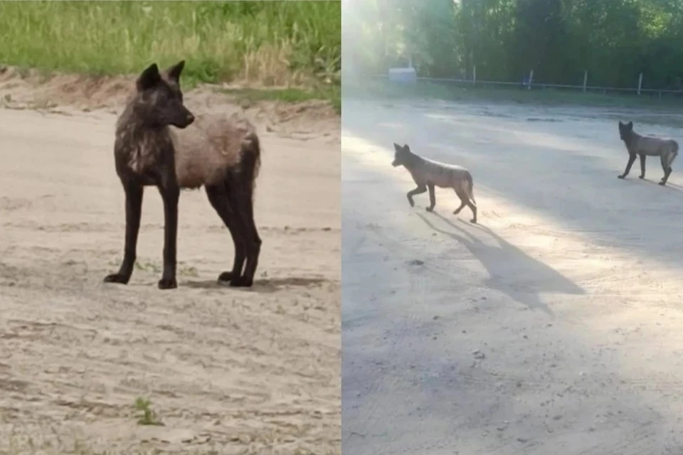 Волки долго пугали жителей Сузуна. Фото: предоставлено читателем.