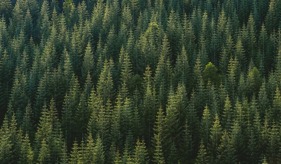 Фото: pxhere.com