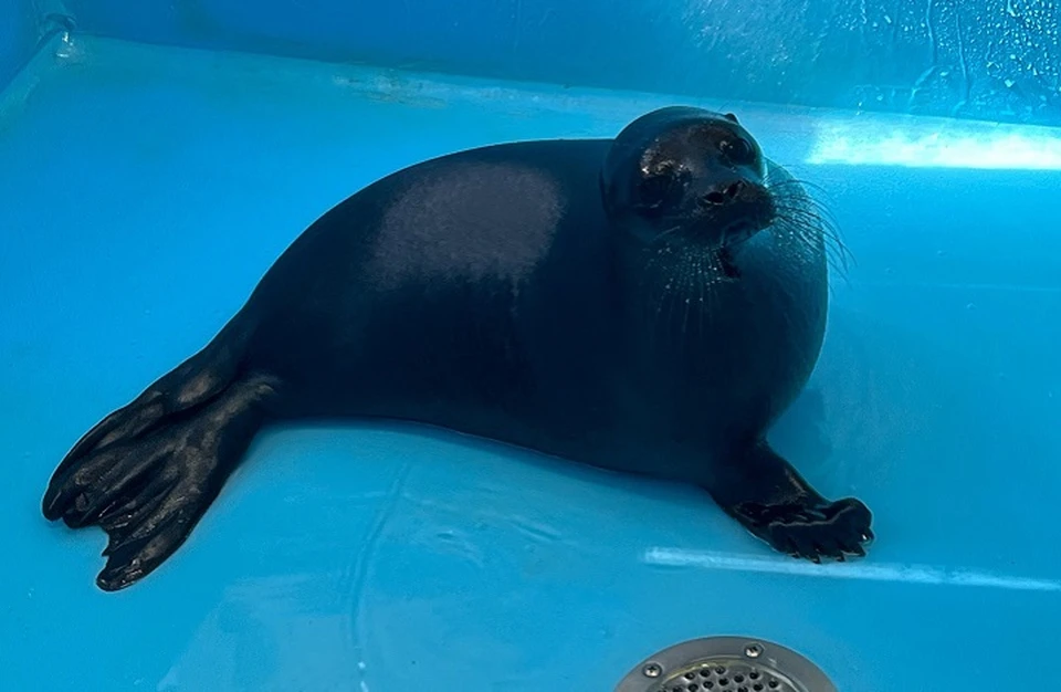 Нерпа готова к самостоятельной жизни. Фото: vk.com/sealrescue