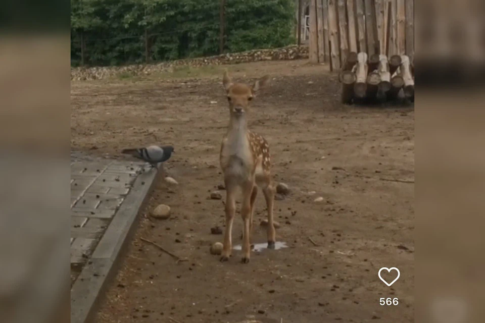 В семействе ланей в Минском случилось пополнение. Фото: скриншот с видео Минского зоопарка
