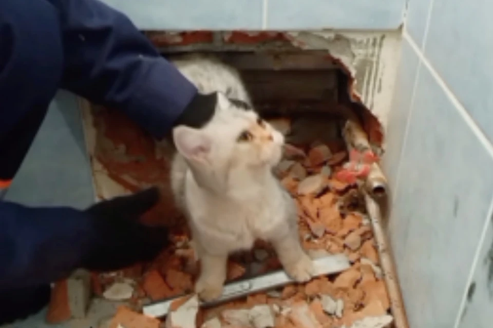 Спасите кошку картинка
