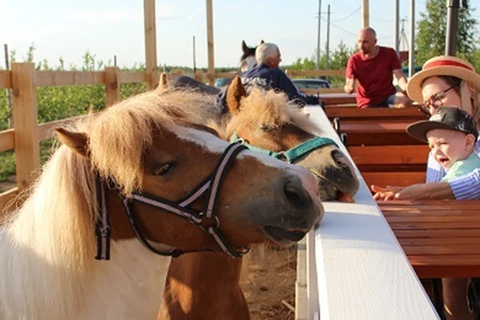 Беременная пони фото