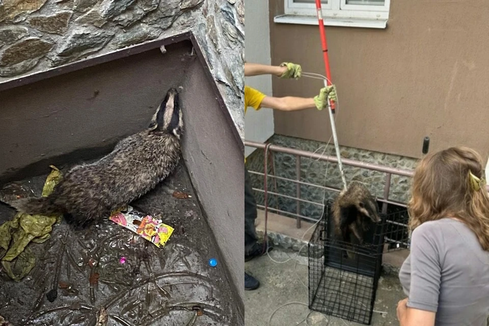 Фото: группа во «ВКонтакте» «Зооспас Екатеринбург»
